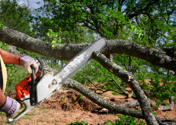 Tree and Shrub Care in Perry, UT